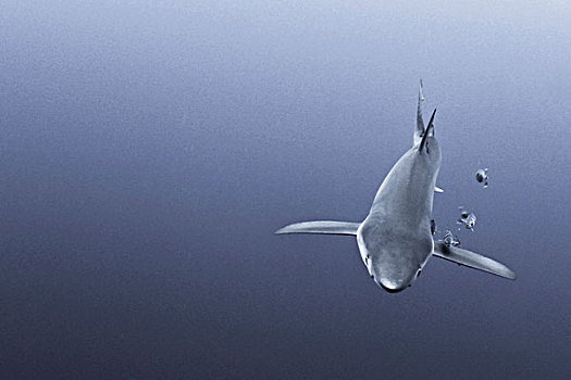 蓝鲨,锯峰齿鲛,水下