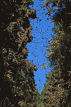 帝王蝴蝶,蝴蝶,大量,汇集,树,冬天,地面,黑脉金斑蝶,生物保护区,米却阿肯州,墨西哥