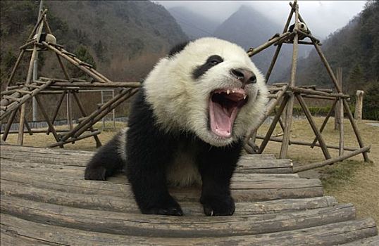 大熊猫,发声,玩,建筑,卧龙自然保护区,中国