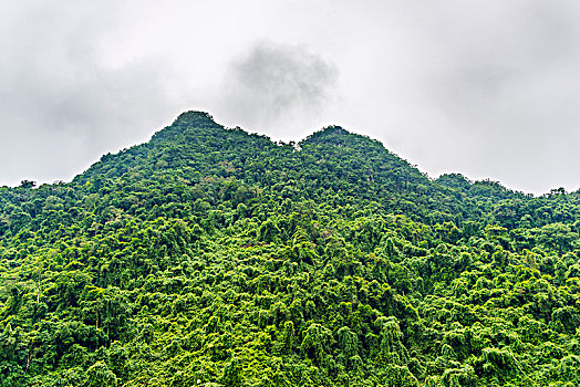 常绿植物,雨林,国家公园,越南,亚洲