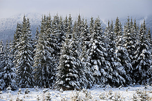 积雪,树,东方镇,魁北克,加拿大,北美