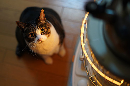 家养的猫图片 家养的猫图片大全 家养的猫图片素材 全景视觉