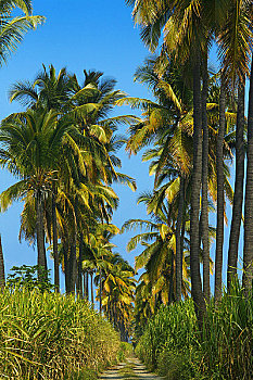 棕榈树,甘蔗,留尼汪岛