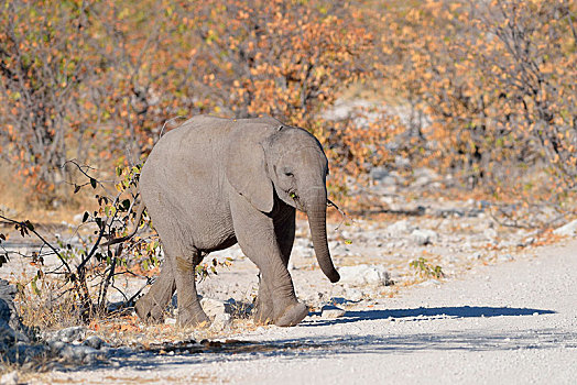 幼兽,非洲,灌木,大象,非洲象,走,细枝,嘴,埃托沙国家公园,纳米比亚