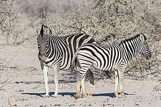 斑马,小马,埃托沙国家公园,纳米比亚,非洲