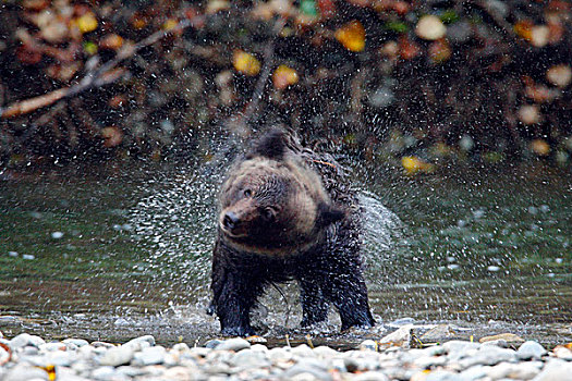 大灰熊,幼兽,大熊雨林,不列颠哥伦比亚省,加拿大