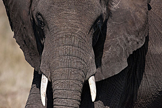非洲大象136