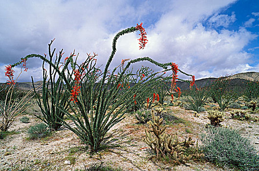 墨西哥刺木,开花,荒芜,花园,安萨玻里哥沙漠州立公园,加利福尼亚