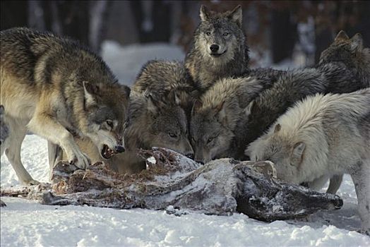 大灰狼,狼,白尾鹿,畜体,明尼苏达