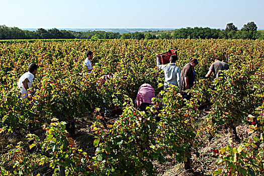 法国,卢瓦尔河,葡萄丰收,手,葡萄,葡萄园,有机,酿酒,标题