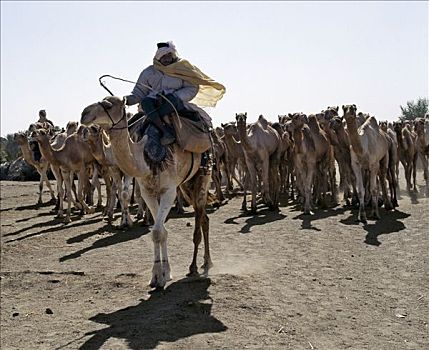 骆驼,东南部,边缘,北方,利比亚沙漠,形态,局部,撒哈拉沙漠,买,西部,苏丹,古老,路线,市场