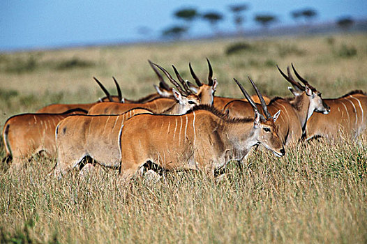 肯尼亚,马赛马拉国家保护区,巨大,大幅,尺寸