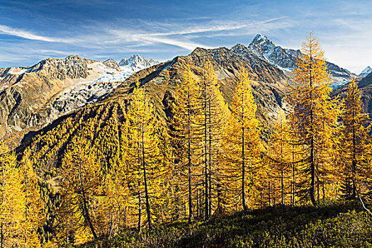 落叶松属植物,树林,秋天,风景,夏蒙尼,山,后面,阿尔卑斯山,法国,欧洲