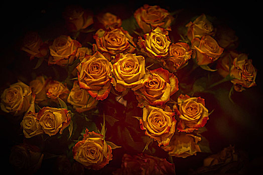 一束金黄色的玫瑰花