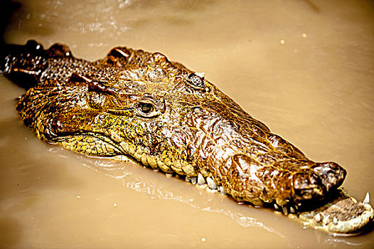 鳄鱼,哥斯达黎加