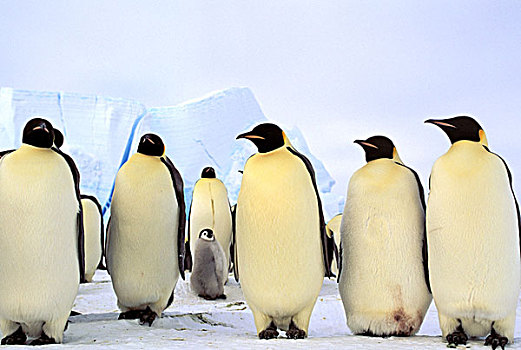 南极,南极半岛,威德尔海,阿特卡湾,帝企鹅