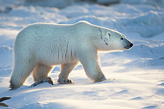 北极熊,雪中,丘吉尔市,野生动物,管理,区域,曼尼托巴,加拿大