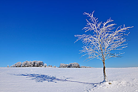 积雪,枫树,冬天,山,黑森州,德国