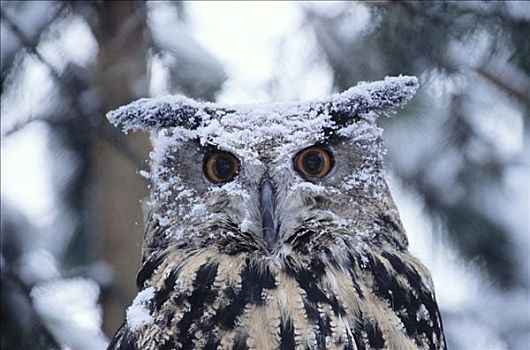 雕鸮,积雪,欧洲