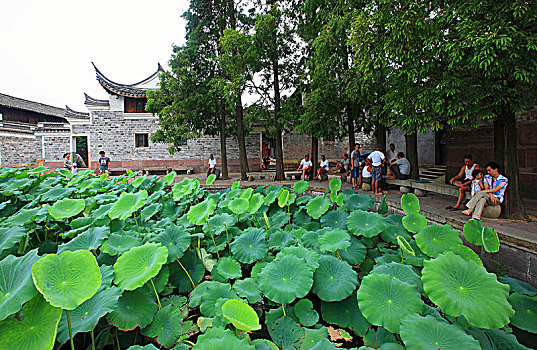 荷塘,古建筑,老房子,荷叶,荷花