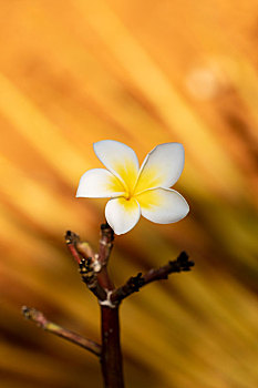 鸡蛋花特写