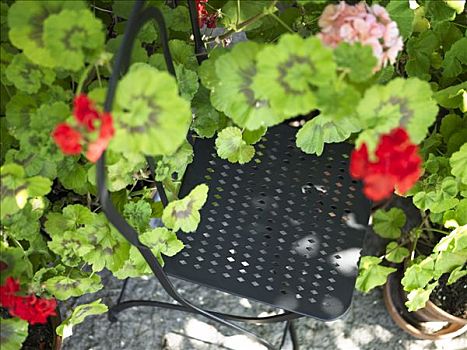 花园椅,天竺葵
