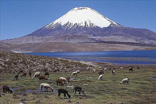 羊驼,哺乳动物,拉乌卡国家公园,智利,动物