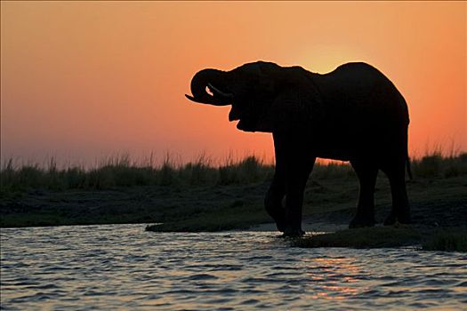 非洲,灌木,大象,非洲象,日落,乔贝,河,乔贝国家公园,博茨瓦纳