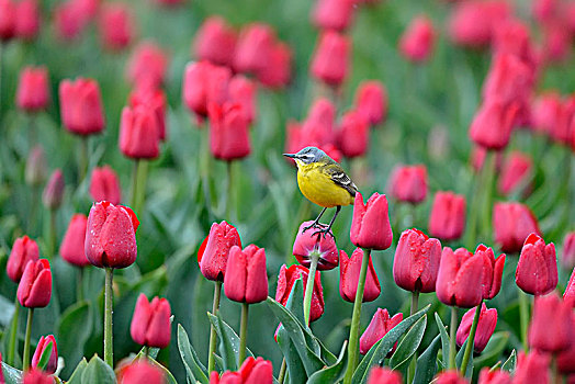 黄鹡鸰,花,地点,红色,郁金香,特塞尔,北荷兰,荷兰