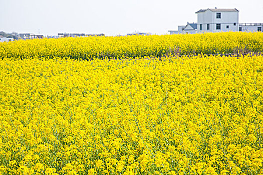 油菜花田和建筑