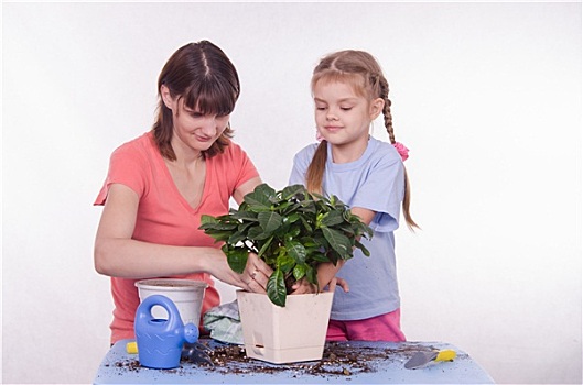 妈妈,女儿,放,盆栽植物,容器
