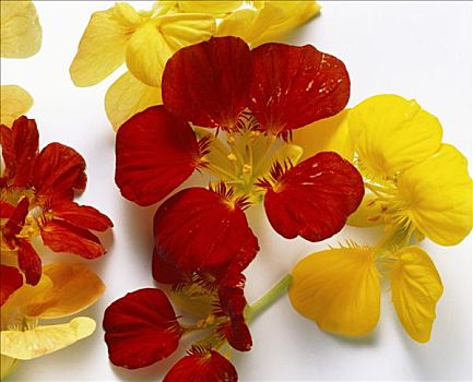 红色,黄色,旱金莲花