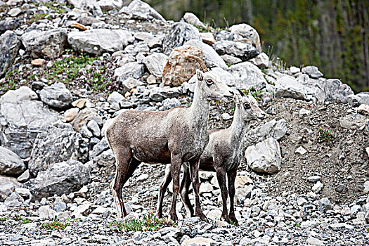 雌性,高山石羊,一个,犄角,羊羔,湖,省立公园,不列颠哥伦比亚省,加拿大