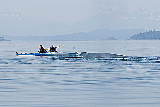 驼背鲸,表面,靠近,海洋,漂流者,弗雷德里克湾,东南阿拉斯加,夏天