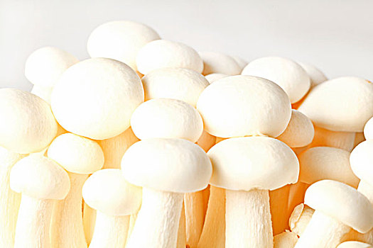 静物蘑菇