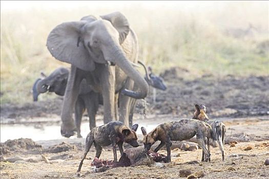 非洲,非洲野犬属,猎捕,母牛,麻烦,博茨瓦纳,乔贝国家公园,野生动物