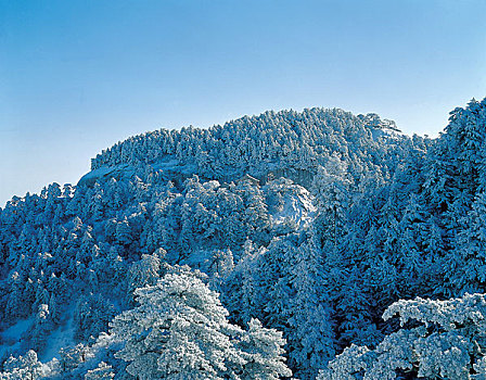 山西,积雪,树