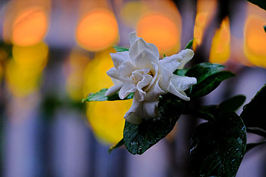 夜雨中的栀子花