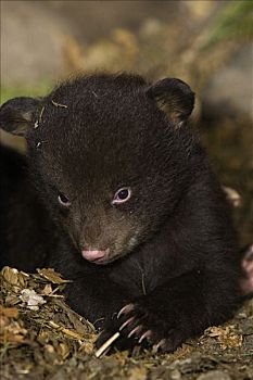 黑熊,美洲黑熊,星期,老,幼兽,棕色,阶段