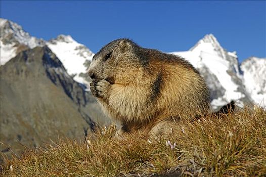 阿尔卑斯山土拨鼠,旱獭,顶峰,背景