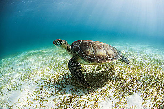 绿海龟,龟类,看,海草,觅食,地面,影子,湾,墨西哥