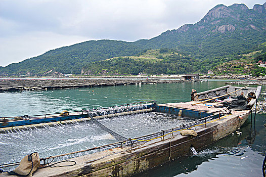 黄花鱼养殖基地