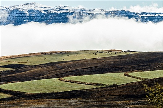 山地,牛,雪,雾气