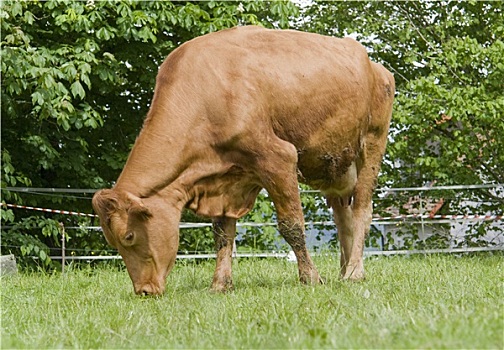 褐色,母牛