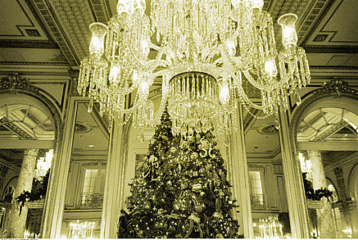 圣诞树,优雅,大厅