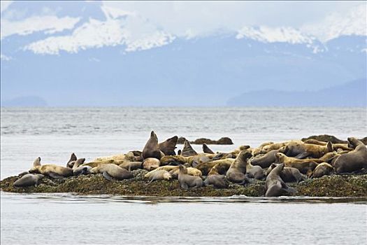 北海狮,休息,阿拉斯加,美国
