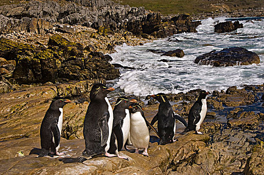 凤冠企鹅,南跳岩企鹅,群,沿岸,石头,鹅卵石,岛屿,福克兰群岛