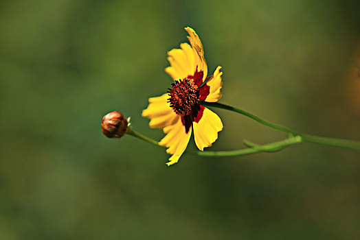 两色金鸡菊,蛇目菊