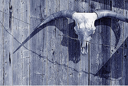 母牛,头骨,谷仓,墙壁,艾伯塔省,加拿大