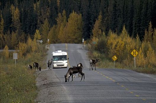 停止,公路,树林,北美驯鹿,进食,路边,荒野,北方,落基山脉,不列颠哥伦比亚省,加拿大